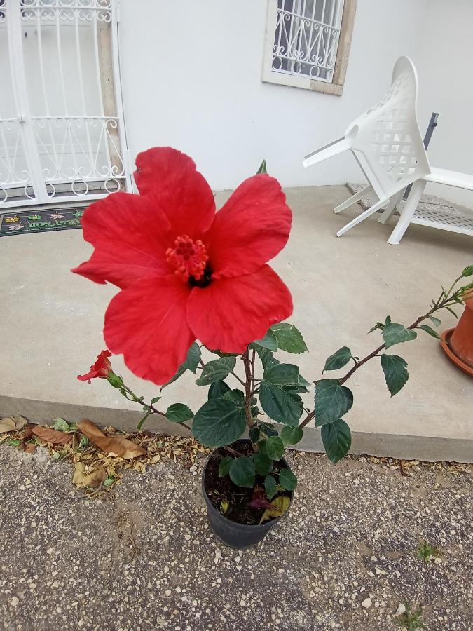Hibiscus Siracusa Syracuse Exterior photo