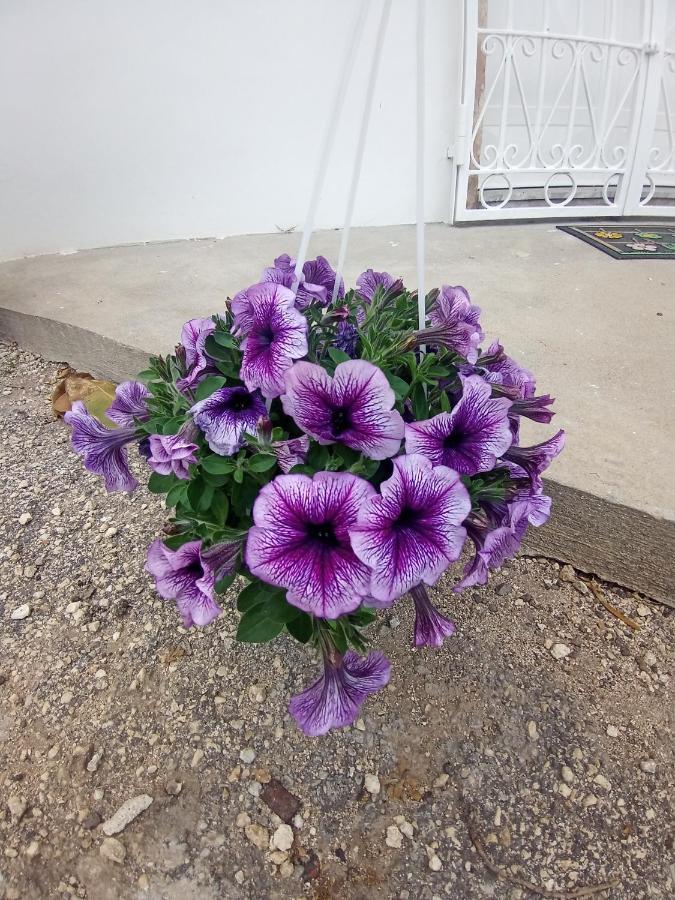 Hibiscus Siracusa Syracuse Exterior photo